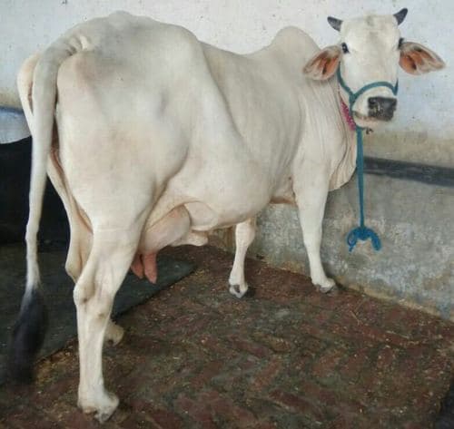 Deshi Cow